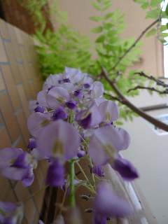 ̉2009